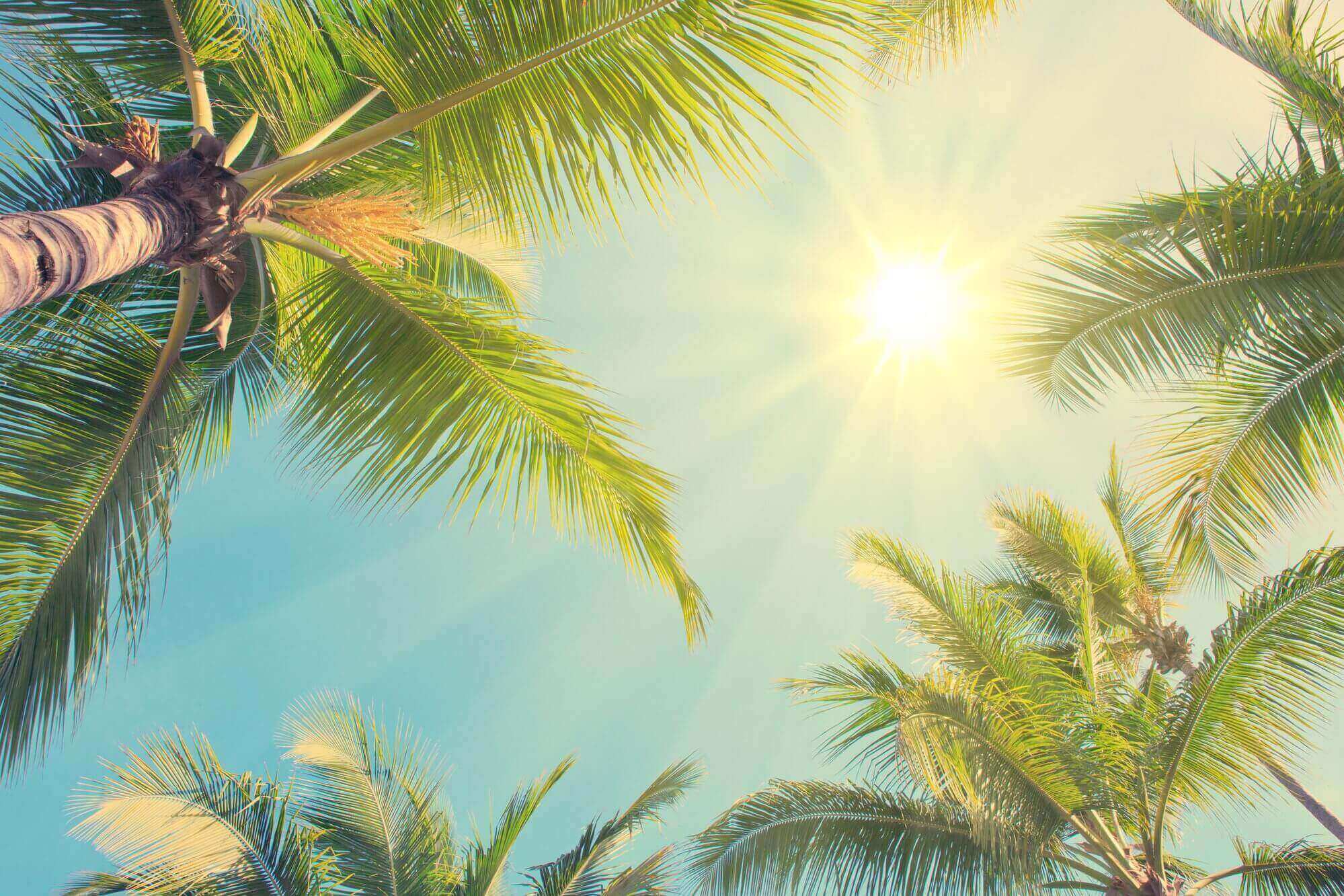 Sunshine between green palm trees. Travel background