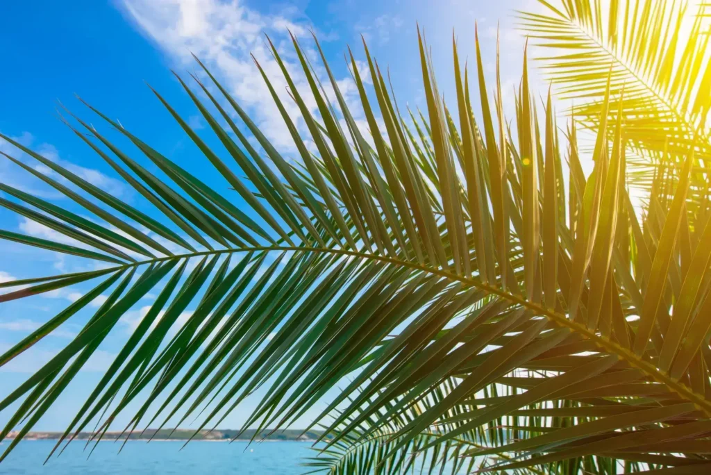 Green palm tree leaves against blue summer sky